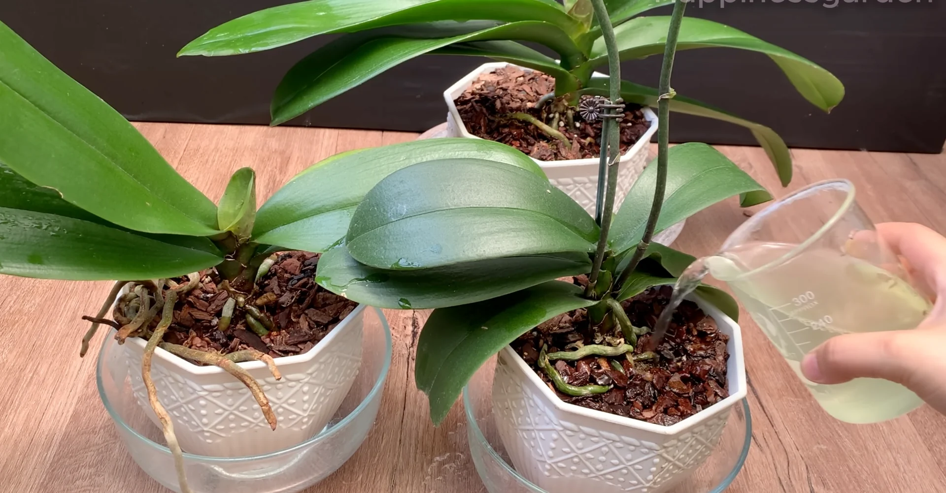 How to Help Your Orchid Root and Bloom Much Faster? screenshot 7