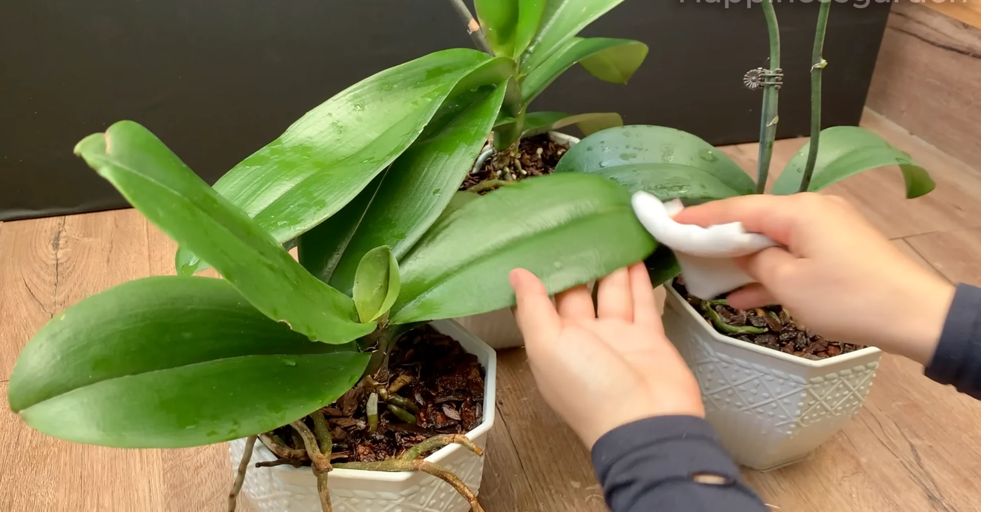 How to Help Your Orchid Root and Bloom Much Faster? screenshot 8