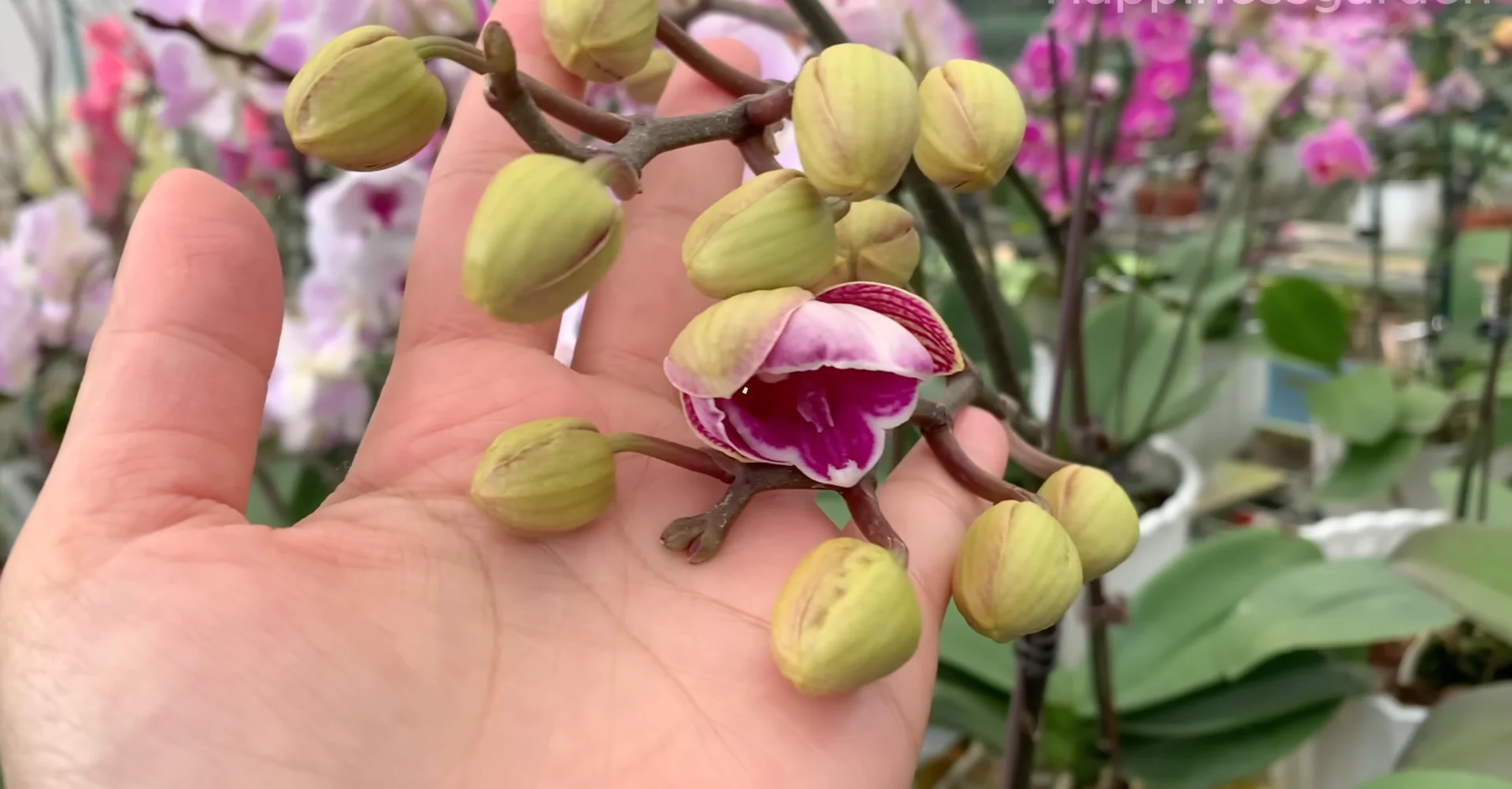 How to Help Your Orchid Root and Bloom Much Faster? screenshot 9