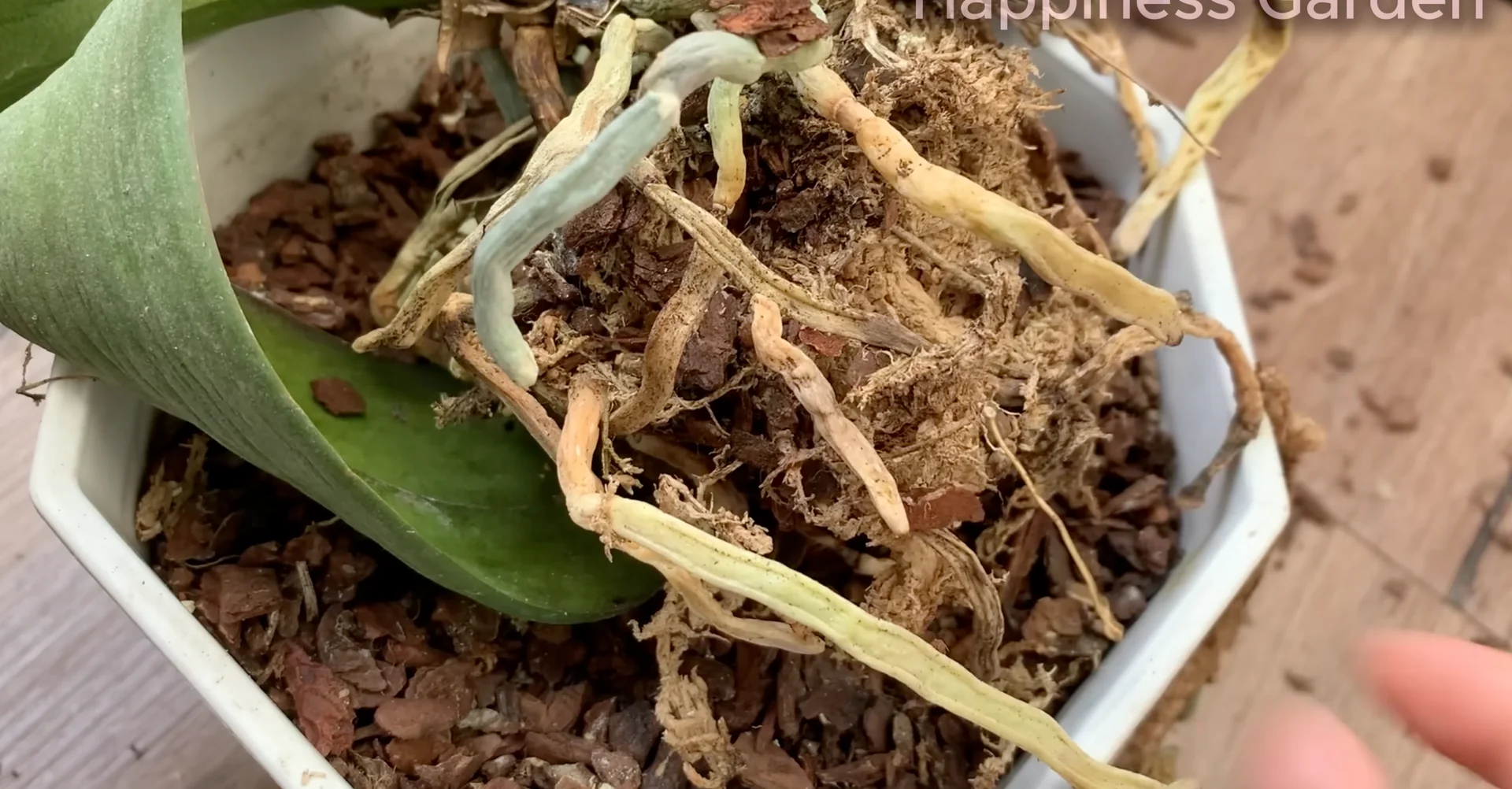 How to Quickly Revive a Dying Orchid with Proven Tips? screenshot 1