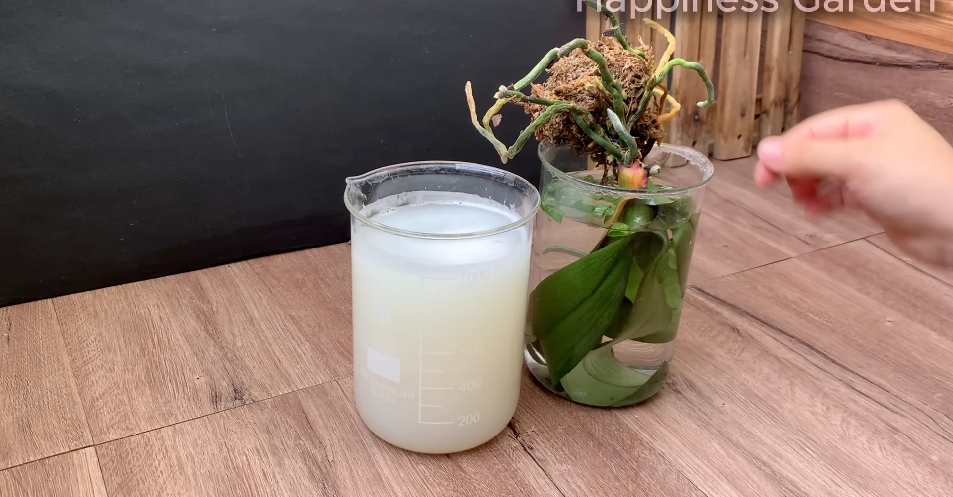 How to Quickly Revive a Dying Orchid with Proven Tips? screenshot 3