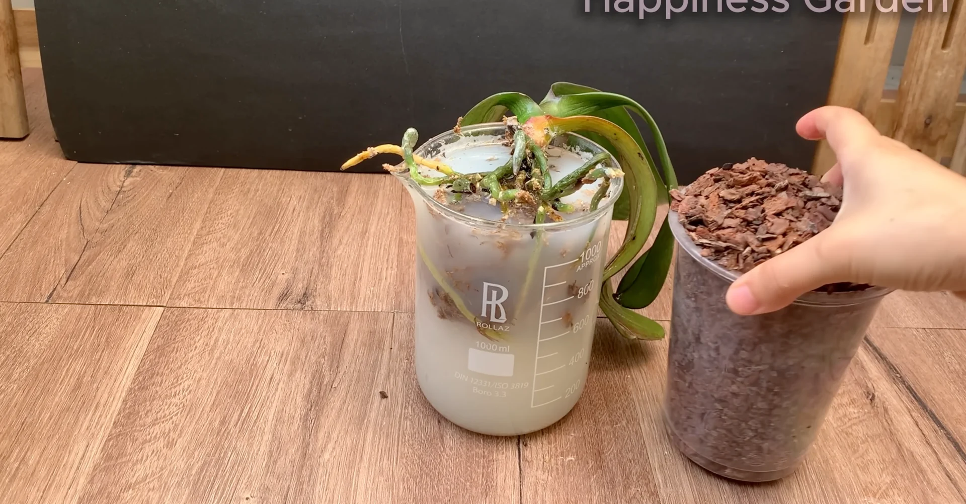 How to Quickly Revive a Dying Orchid with Proven Tips? screenshot 4