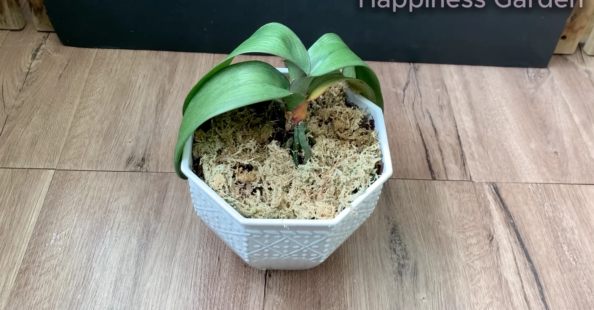 How to Quickly Revive a Dying Orchid with Proven Tips? screenshot 5
