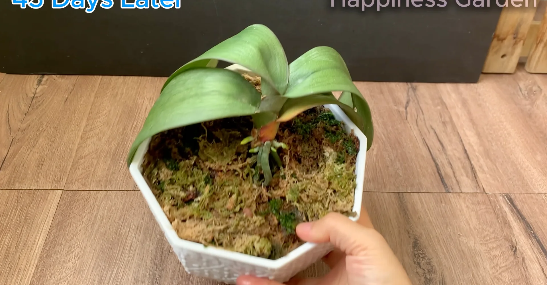 How to Quickly Revive a Dying Orchid with Proven Tips? screenshot 6