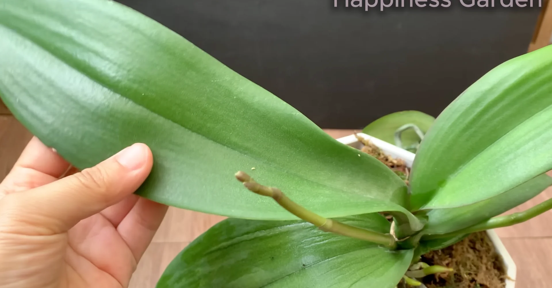 How to Quickly Revive a Dying Orchid with Proven Tips? screenshot 7