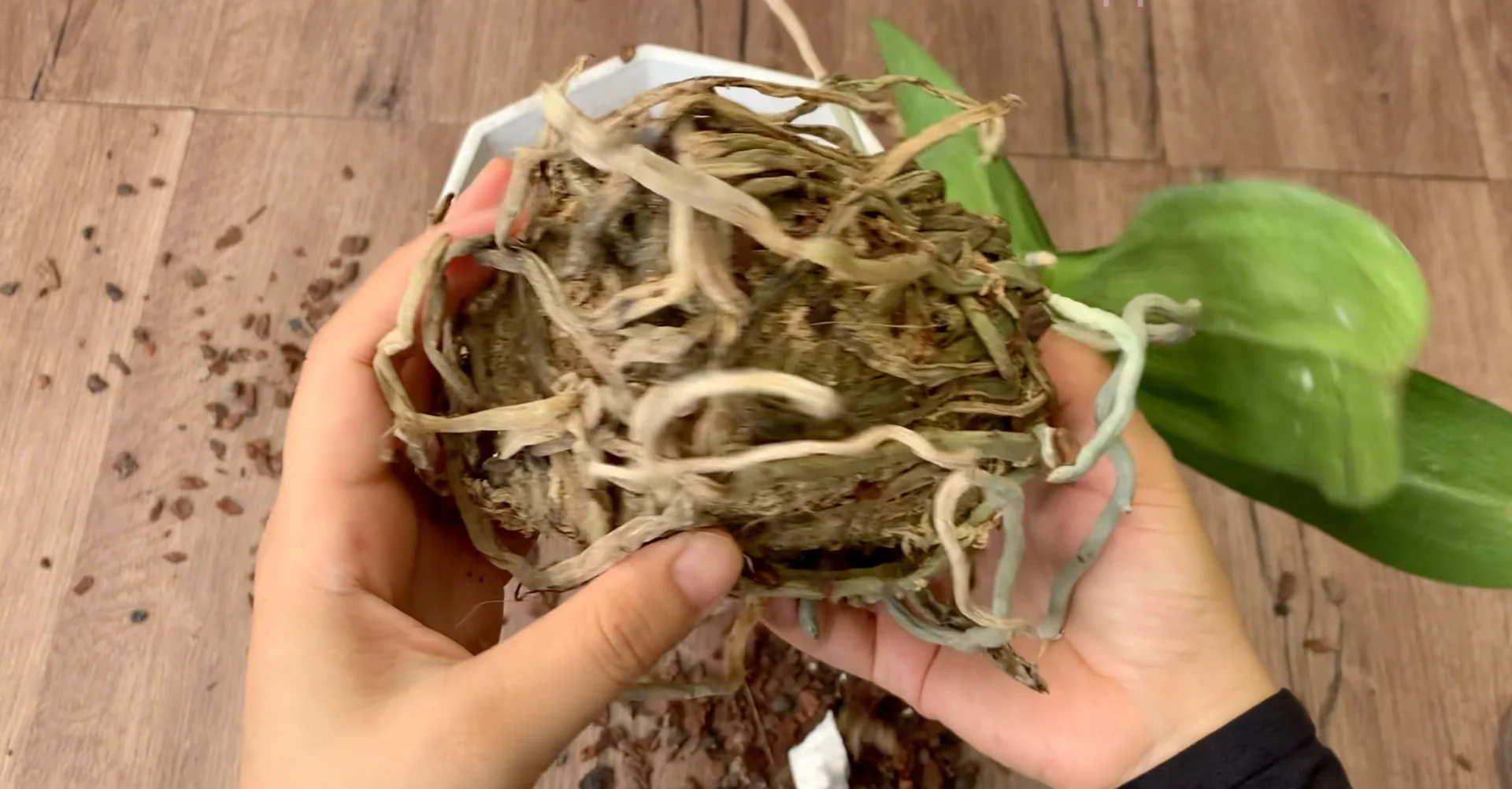 How to Revive Dying Orchids at Home with Natural Care? screenshot 2