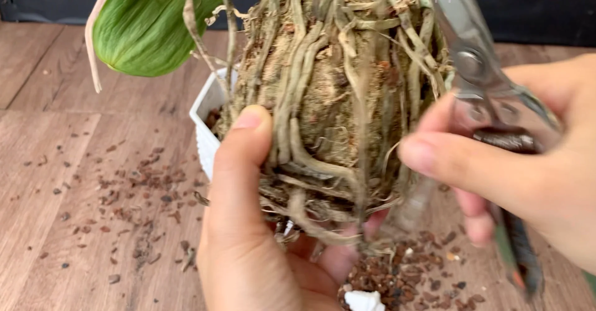 How to Revive Dying Orchids at Home with Natural Care? screenshot 3