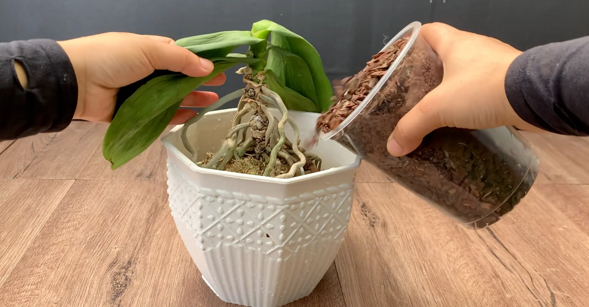 How to Revive Dying Orchids at Home with Natural Care? screenshot 4
