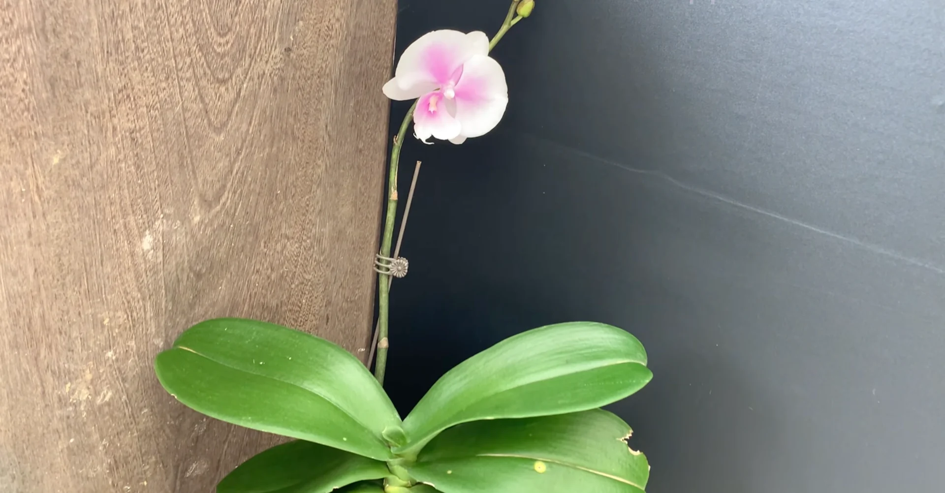 How to Revive Dying Orchids at Home with Natural Care? screenshot 8
