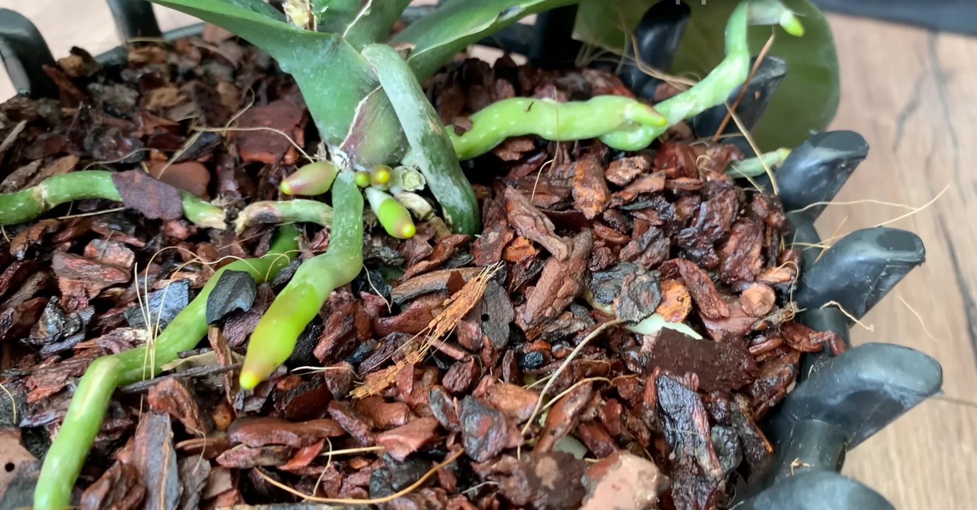 How to Revive Orchids for Healthier Roots and Constant Blooms? screenshot 1