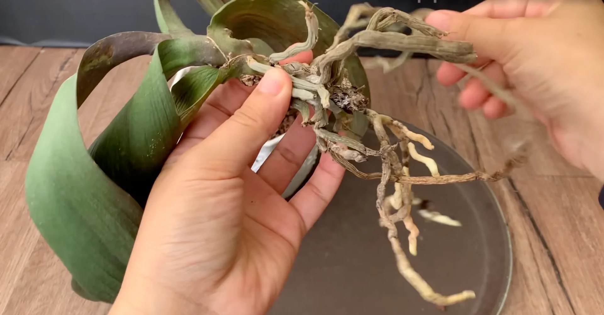 How to Revive Orchids for Healthier Roots and Constant Blooms? screenshot 2