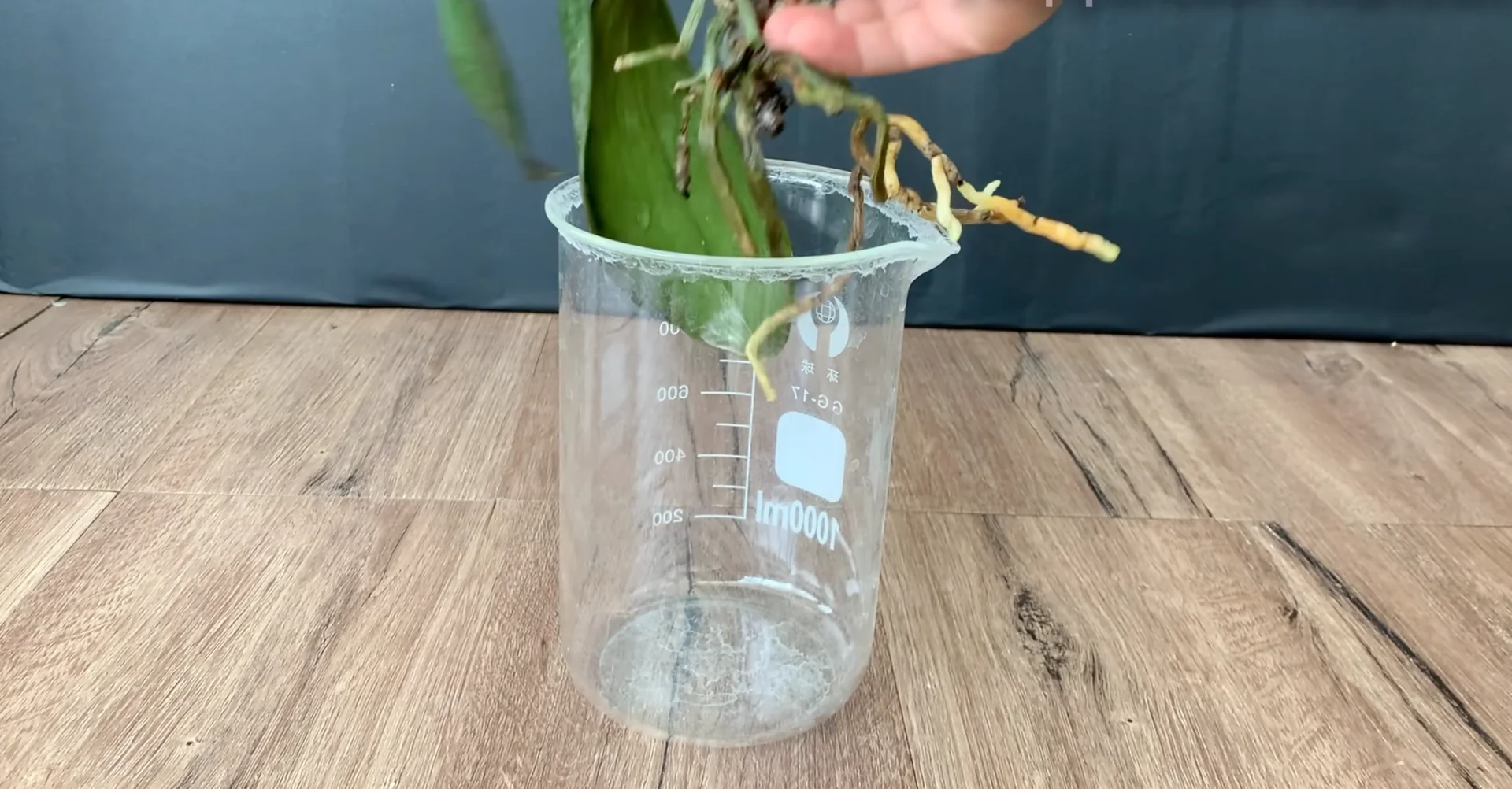How to Revive Orchids for Healthier Roots and Constant Blooms? screenshot 3