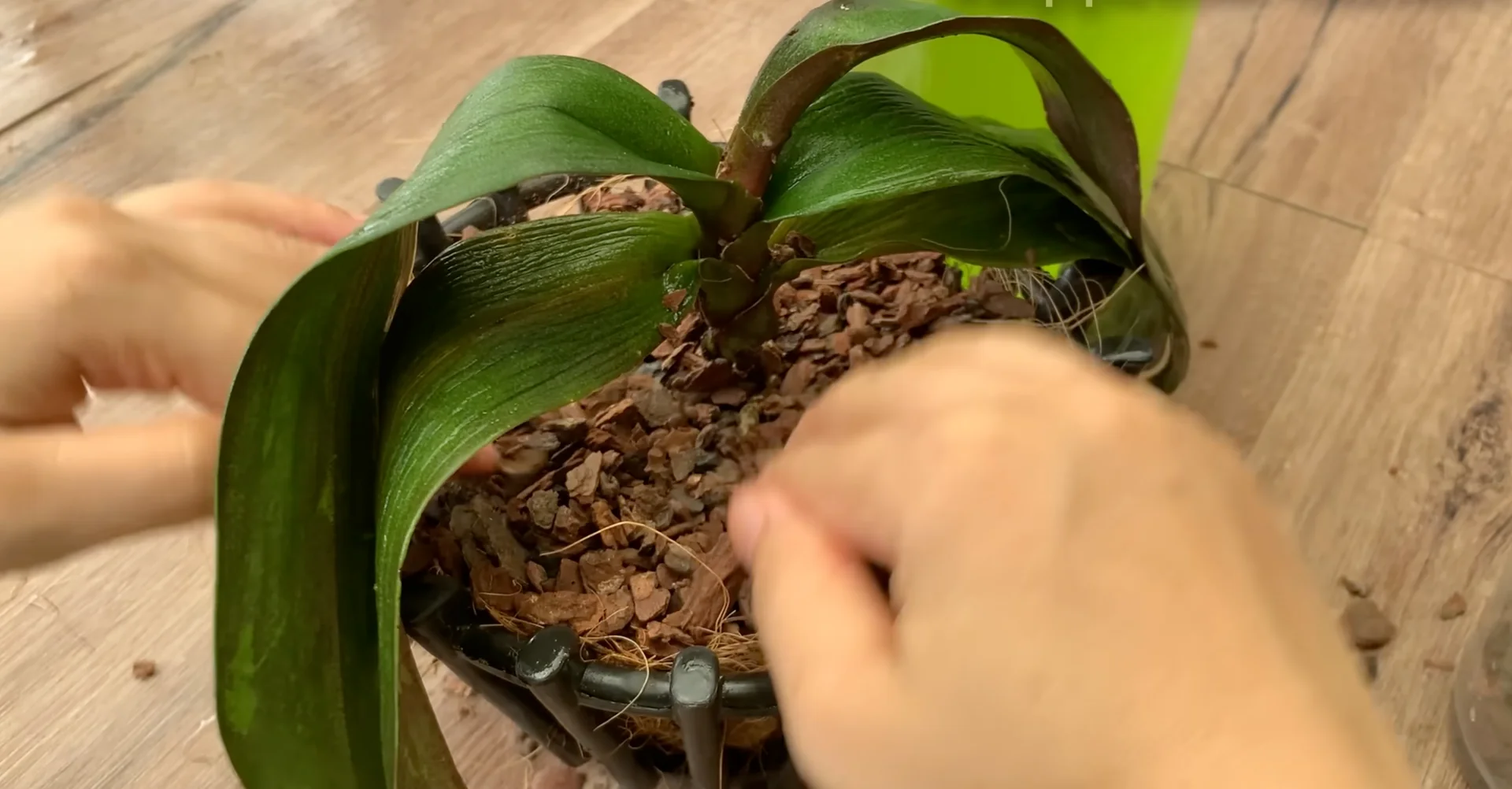 How to Revive Orchids for Healthier Roots and Constant Blooms? screenshot 6