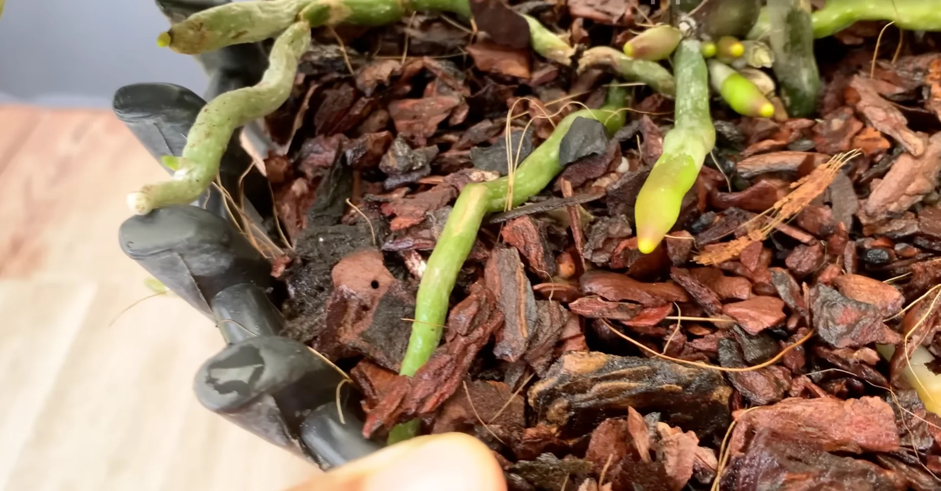 How to Revive Orchids for Healthier Roots and Constant Blooms? screenshot 7