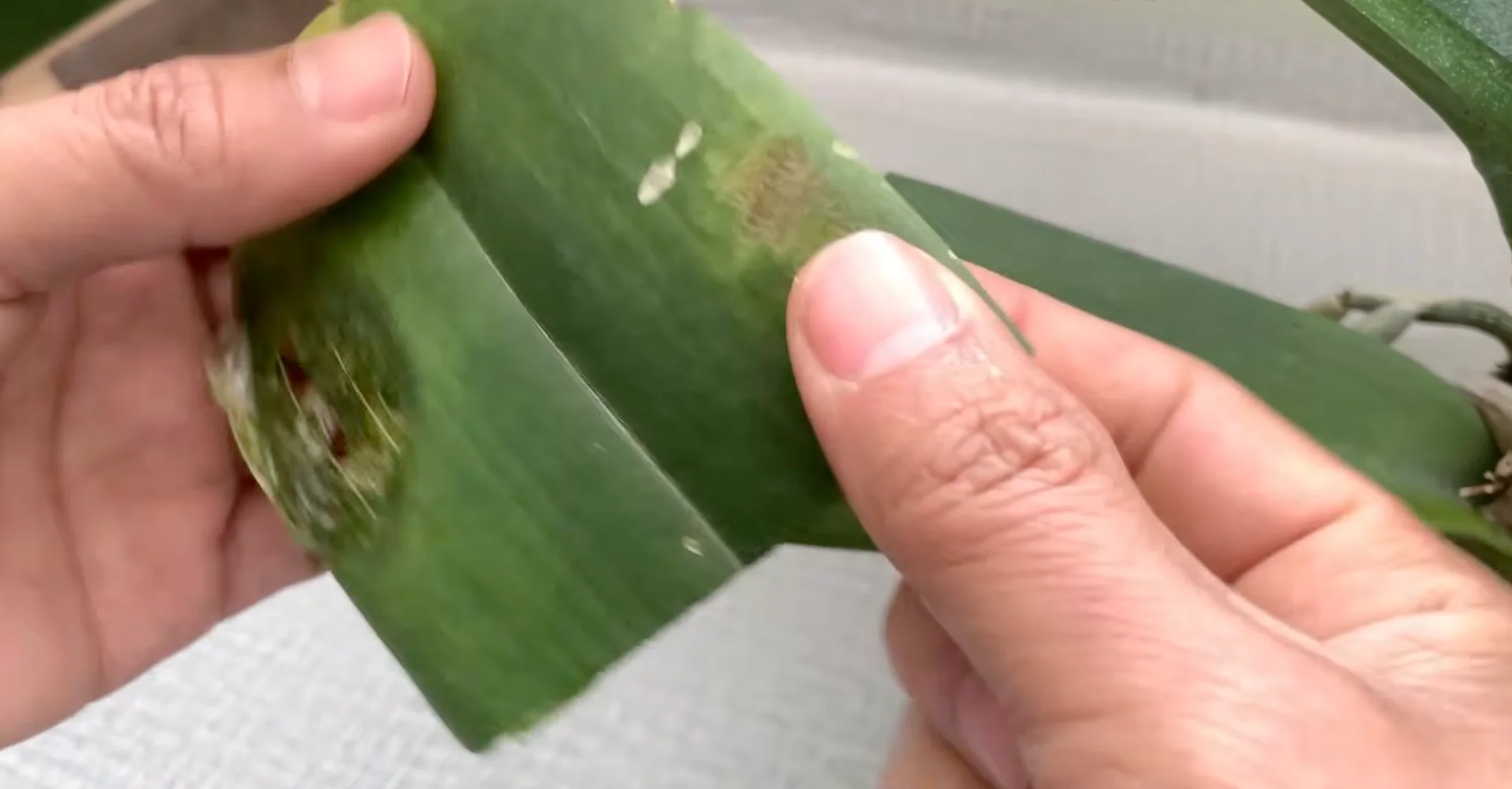 How Turmeric Powder Boosts Orchid Roots and Blooms? screenshot 1