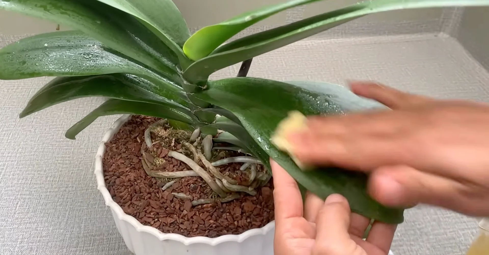 How Turmeric Powder Boosts Orchid Roots and Blooms? screenshot 14