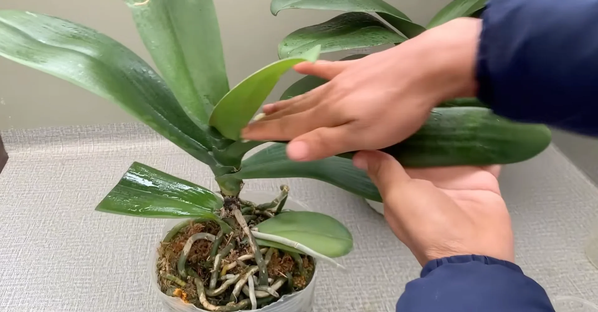 How Turmeric Powder Boosts Orchid Roots and Blooms? screenshot 15