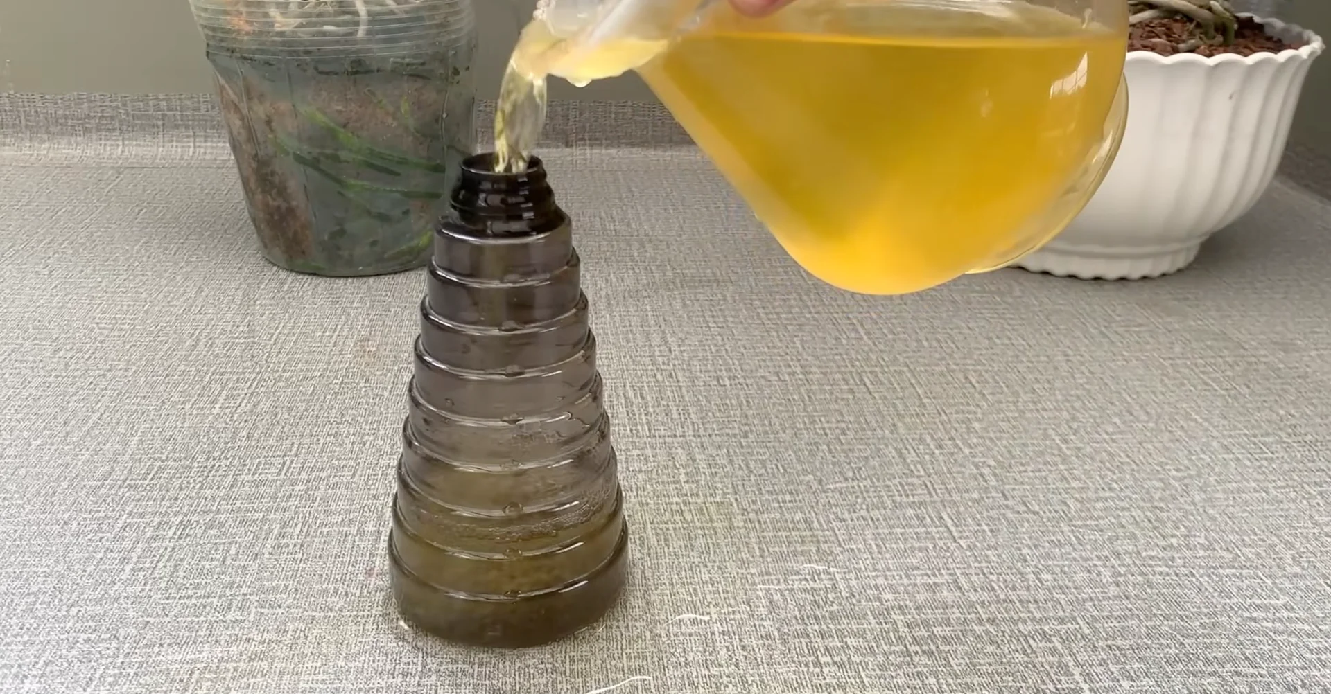 How Turmeric Powder Boosts Orchid Roots and Blooms? screenshot 16