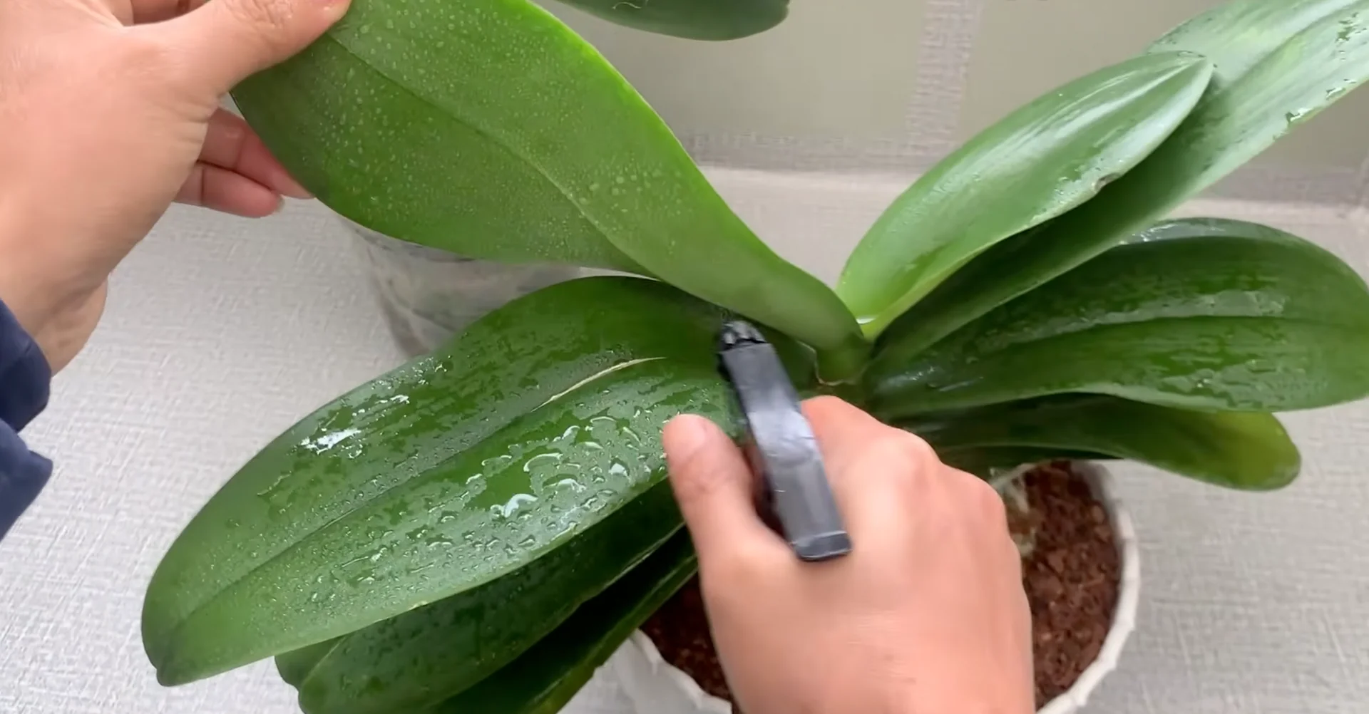 How Turmeric Powder Boosts Orchid Roots and Blooms? screenshot 17