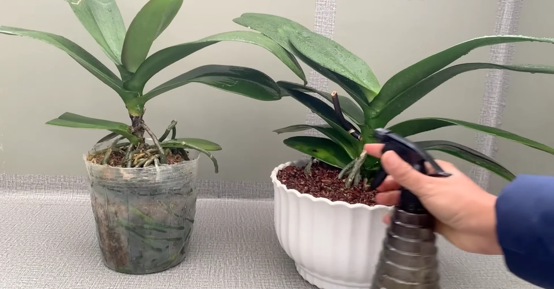 How Turmeric Powder Boosts Orchid Roots and Blooms? screenshot 18