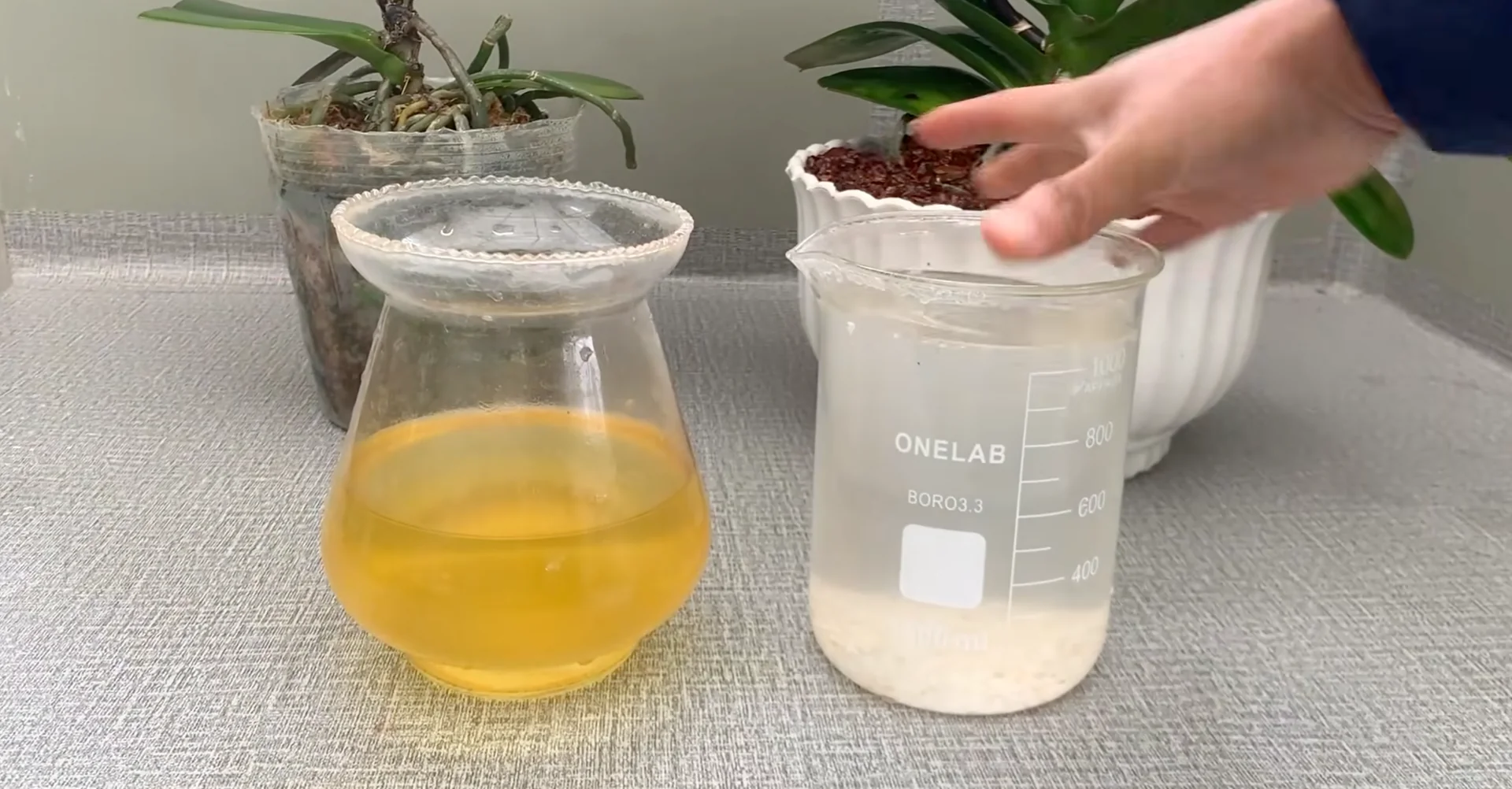 How Turmeric Powder Boosts Orchid Roots and Blooms? screenshot 19