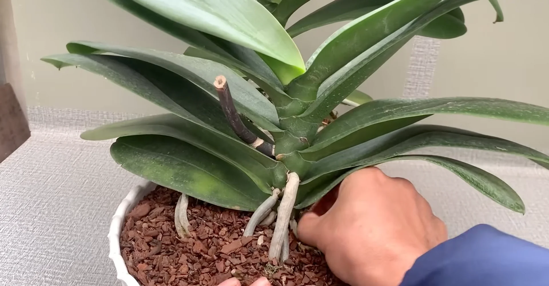 How Turmeric Powder Boosts Orchid Roots and Blooms? screenshot 2