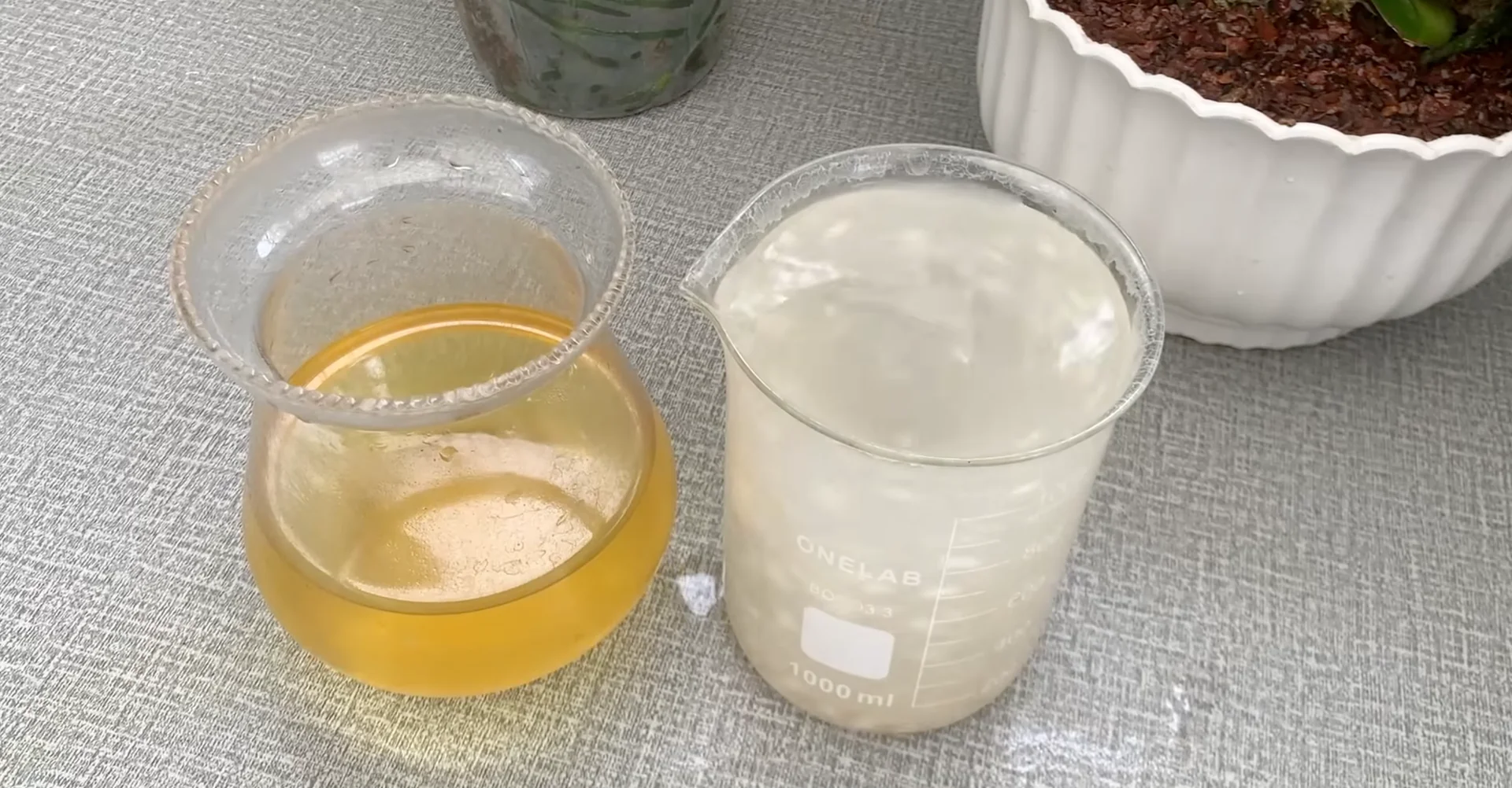 How Turmeric Powder Boosts Orchid Roots and Blooms? screenshot 20