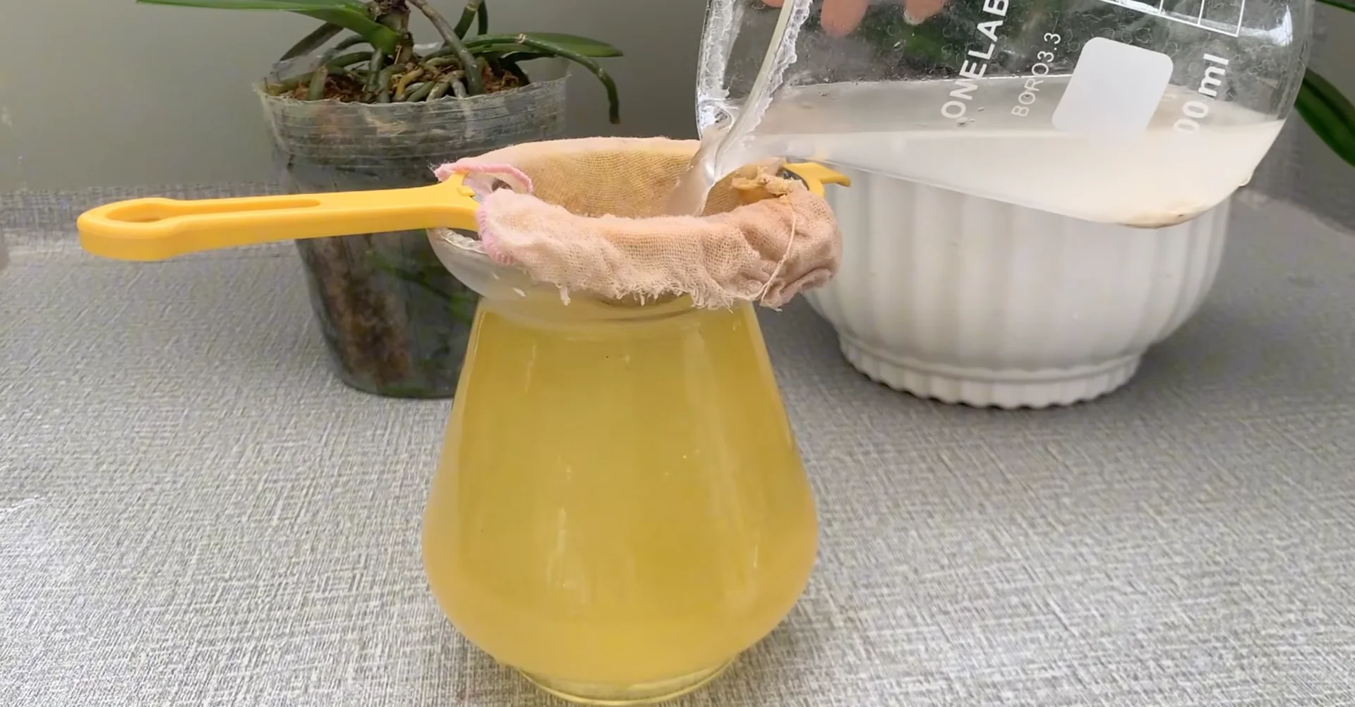 How Turmeric Powder Boosts Orchid Roots and Blooms? screenshot 21