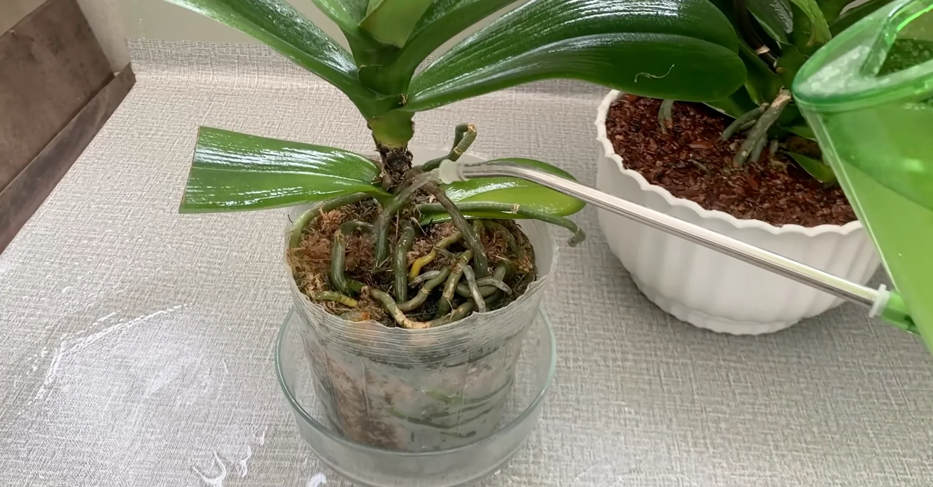 How Turmeric Powder Boosts Orchid Roots and Blooms? screenshot 22