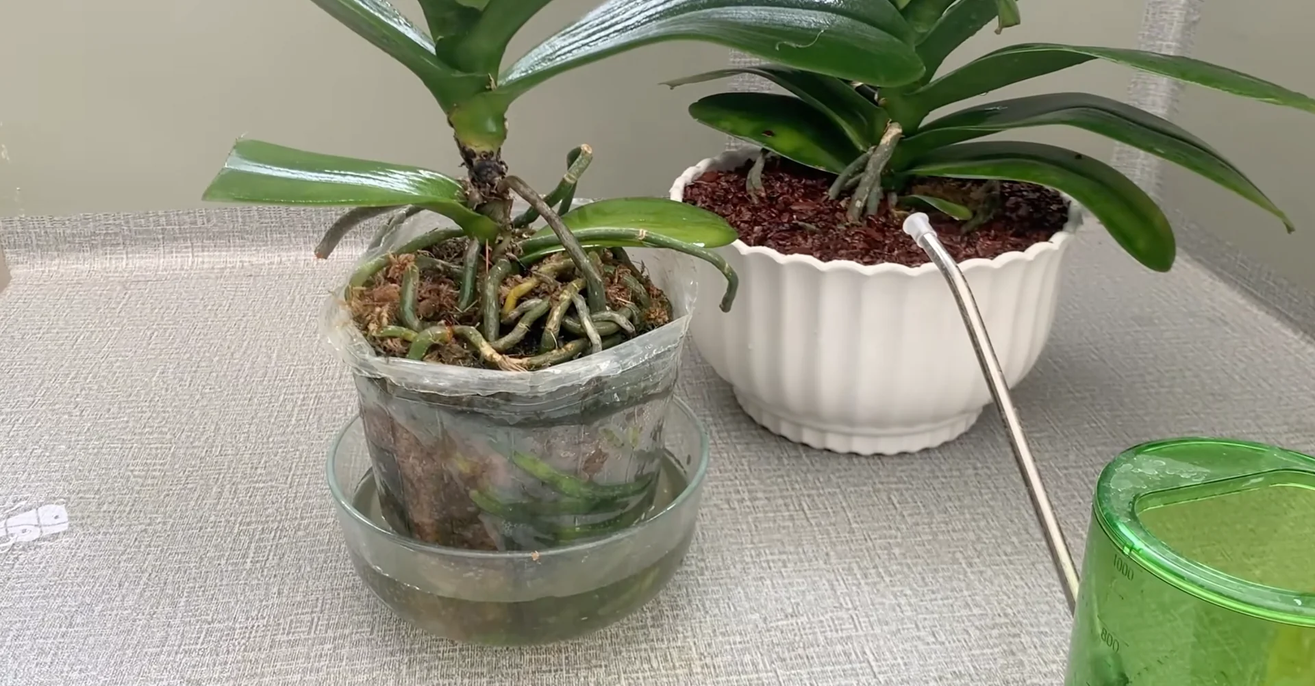How Turmeric Powder Boosts Orchid Roots and Blooms? screenshot 23