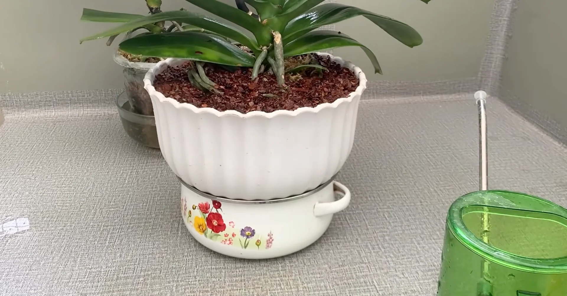 How Turmeric Powder Boosts Orchid Roots and Blooms? screenshot 24