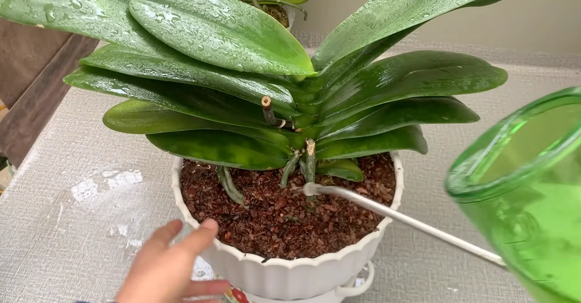 How Turmeric Powder Boosts Orchid Roots and Blooms? screenshot 25