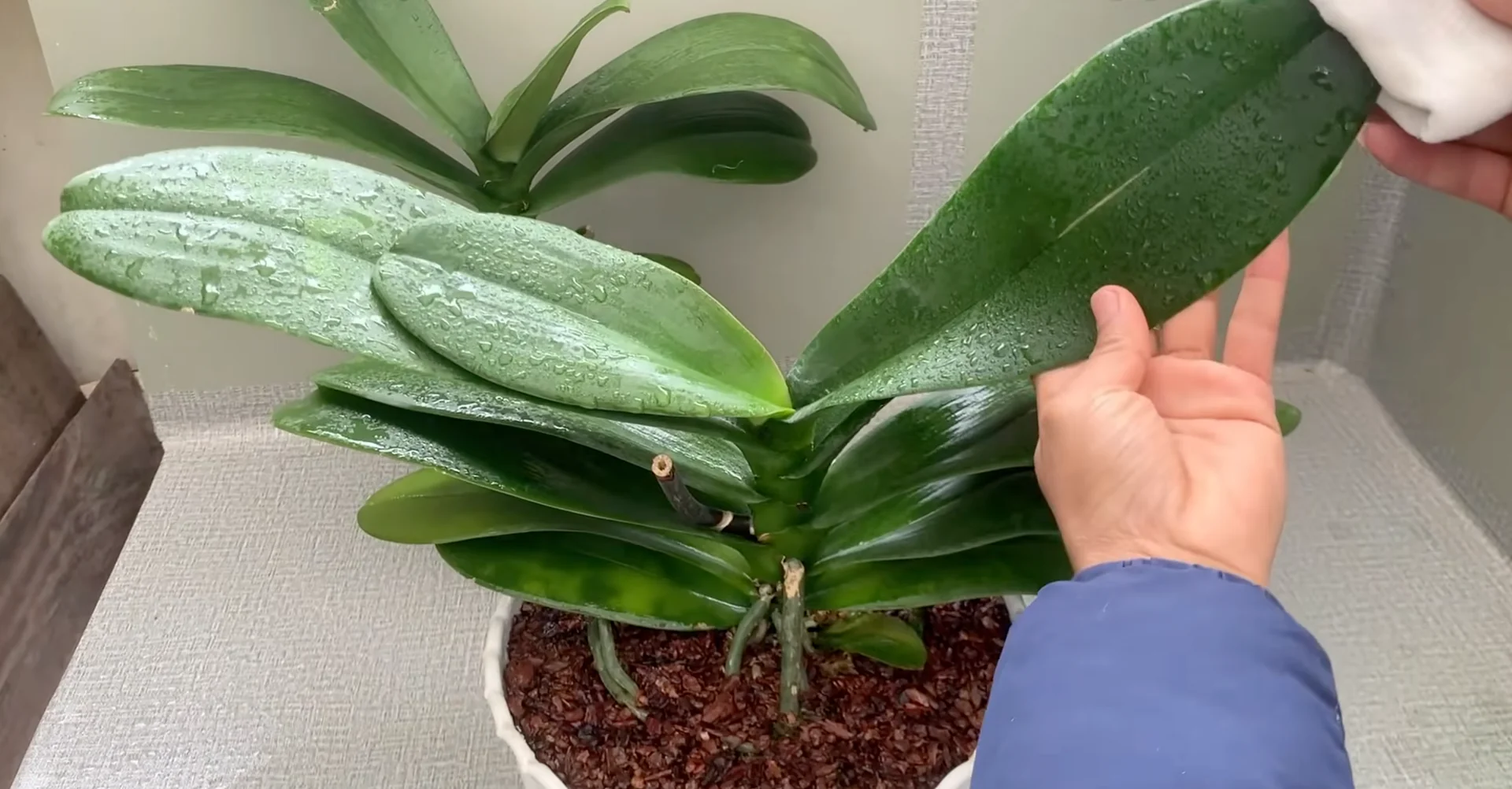 How Turmeric Powder Boosts Orchid Roots and Blooms? screenshot 26
