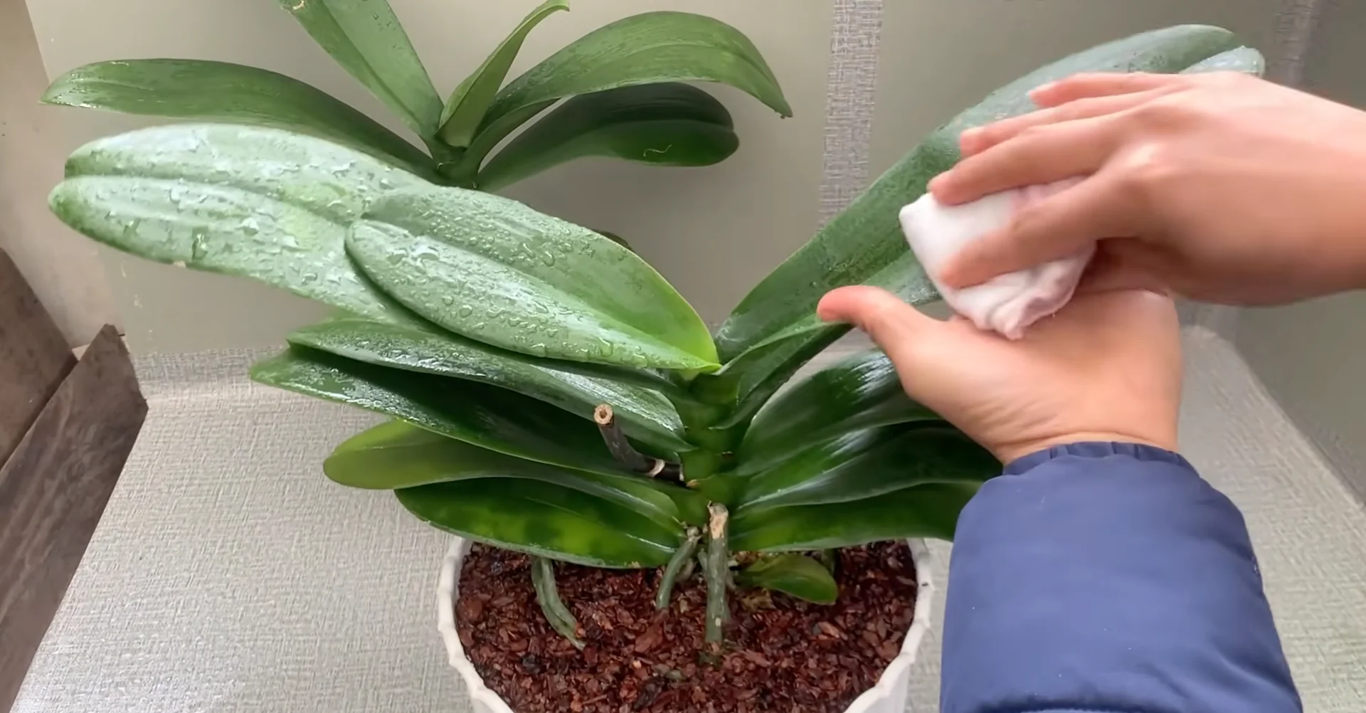 How Turmeric Powder Boosts Orchid Roots and Blooms? screenshot 27