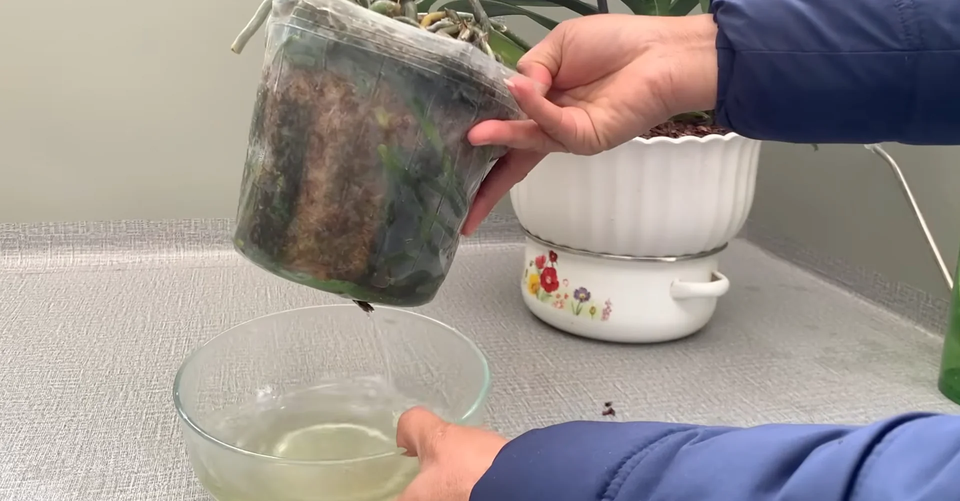 How Turmeric Powder Boosts Orchid Roots and Blooms? screenshot 28