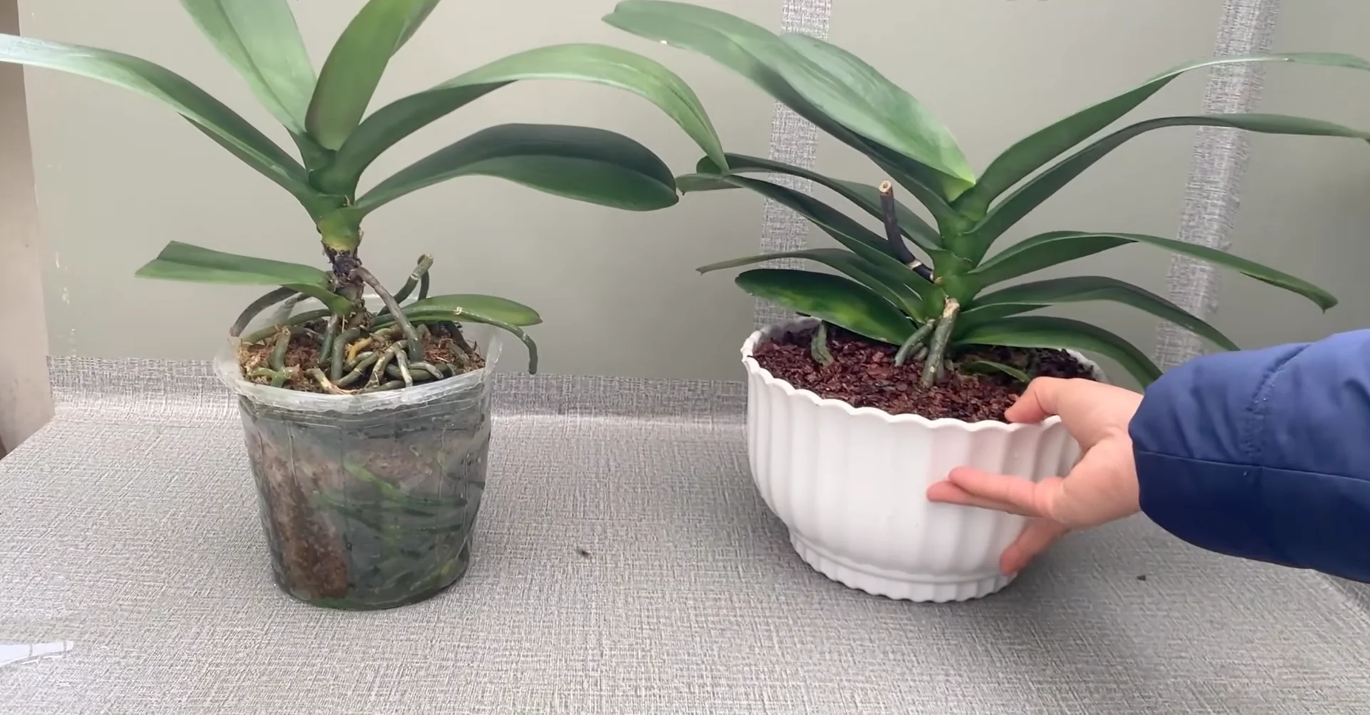 How Turmeric Powder Boosts Orchid Roots and Blooms? screenshot 29