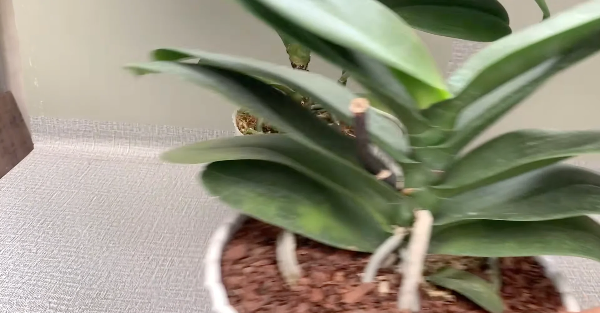 How Turmeric Powder Boosts Orchid Roots and Blooms? screenshot 3