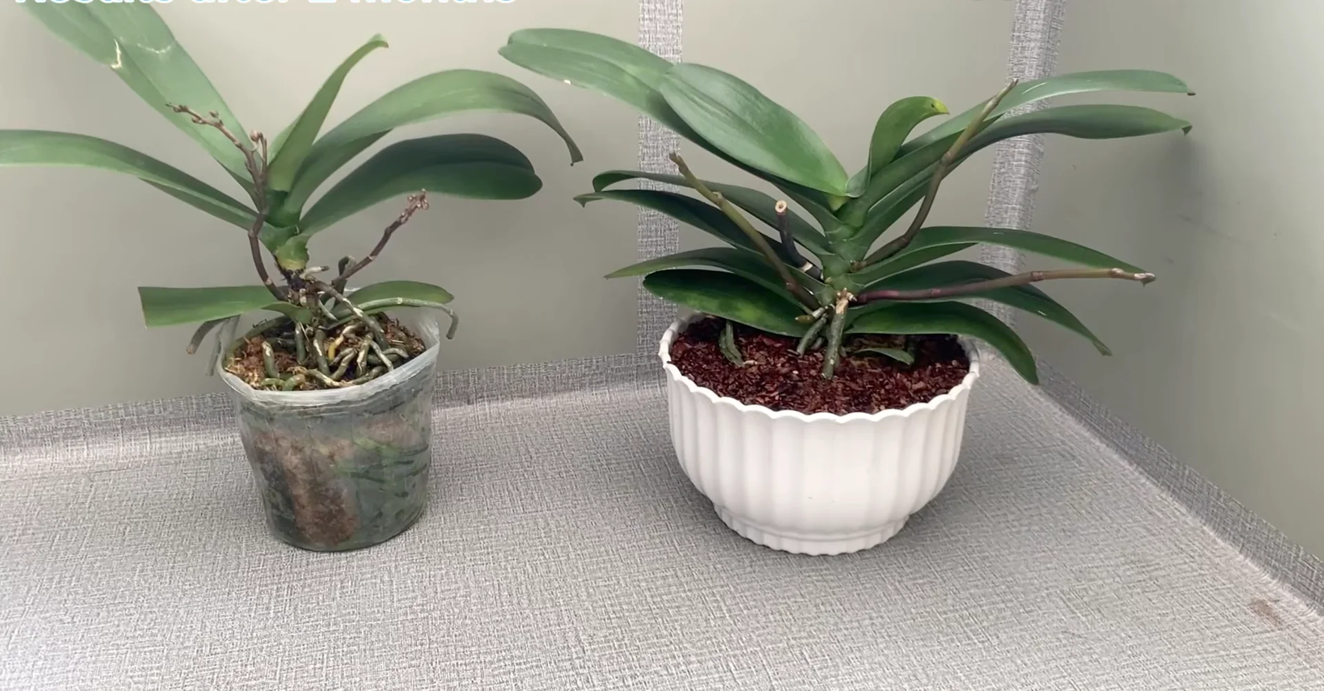 How Turmeric Powder Boosts Orchid Roots and Blooms? screenshot 30