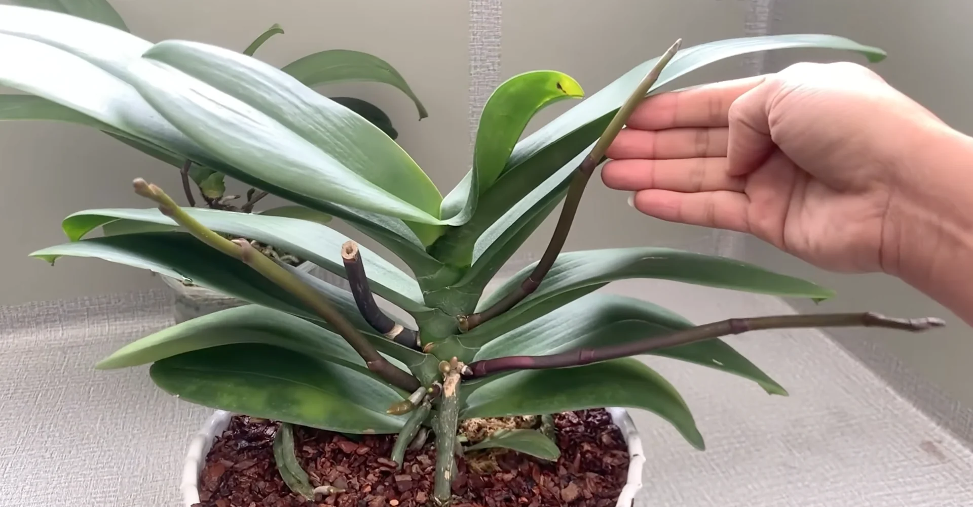 How Turmeric Powder Boosts Orchid Roots and Blooms? screenshot 31