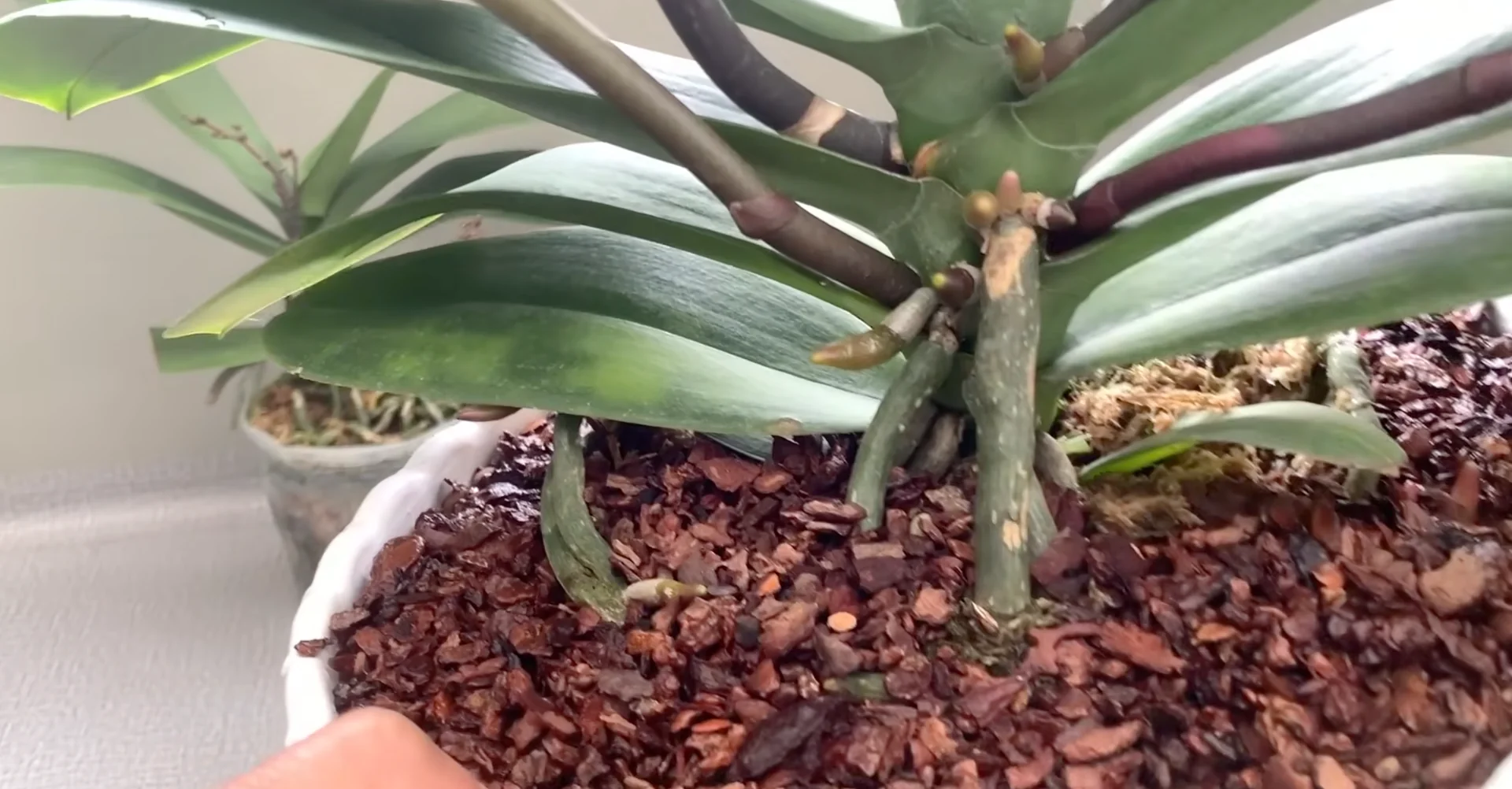 How Turmeric Powder Boosts Orchid Roots and Blooms? screenshot 32