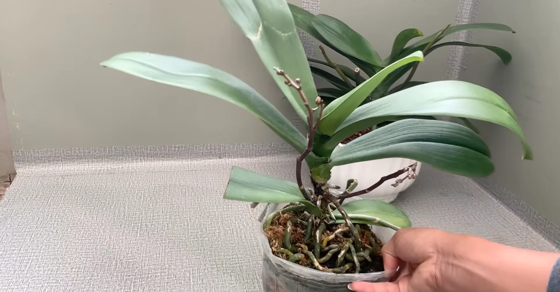 How Turmeric Powder Boosts Orchid Roots and Blooms? screenshot 33