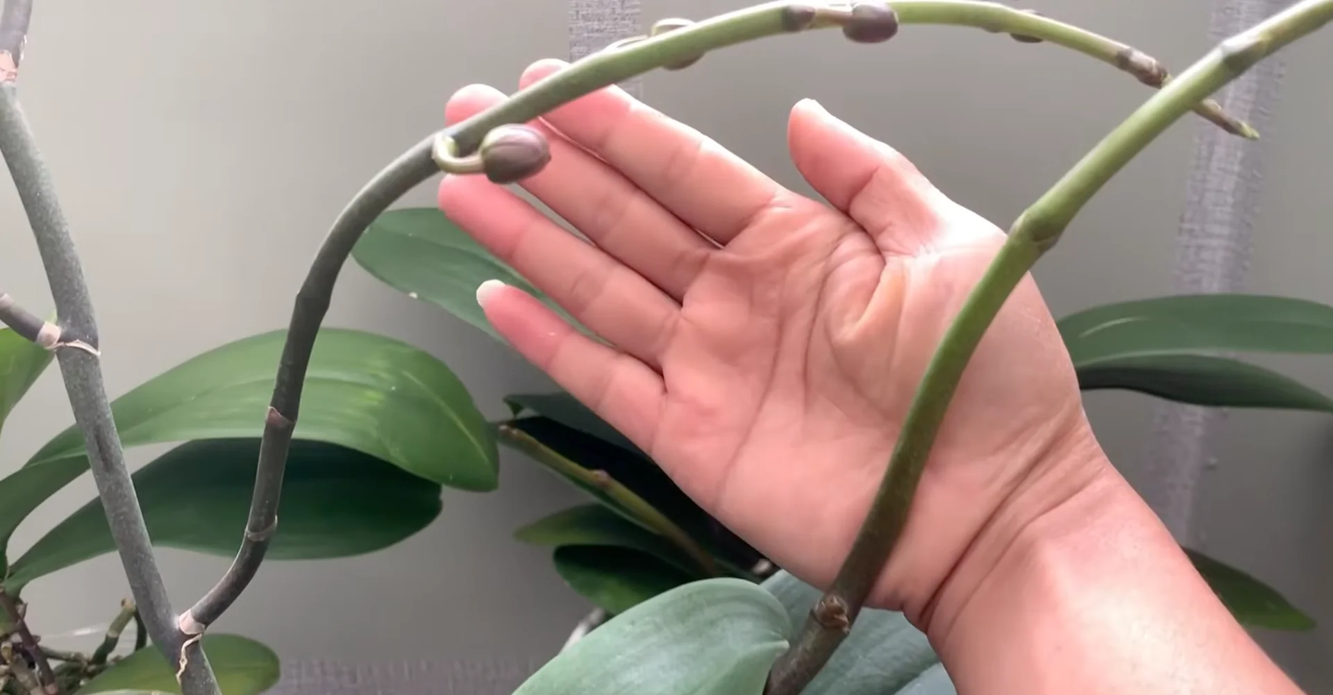 How Turmeric Powder Boosts Orchid Roots and Blooms? screenshot 34