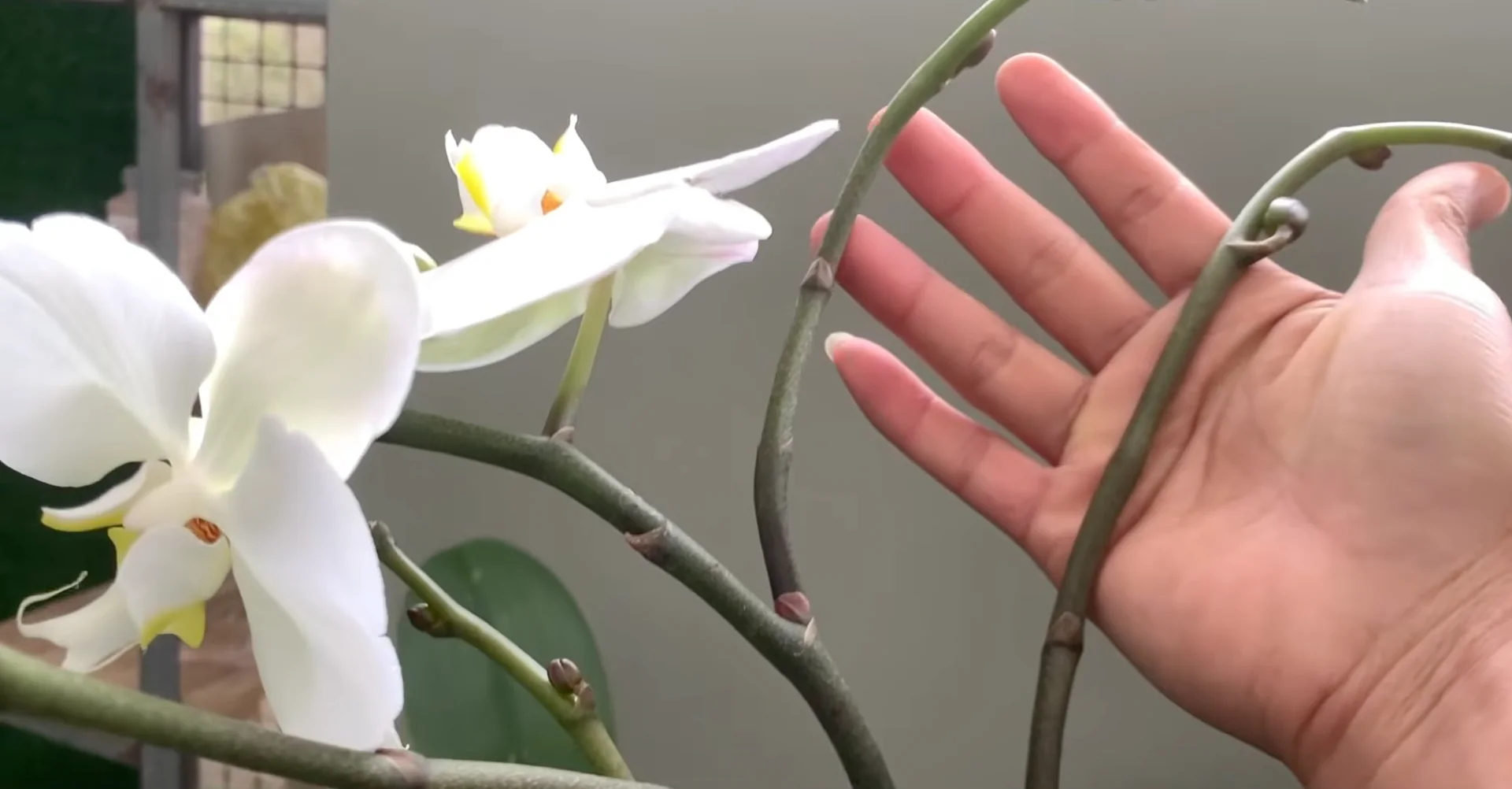 How Turmeric Powder Boosts Orchid Roots and Blooms? screenshot 35