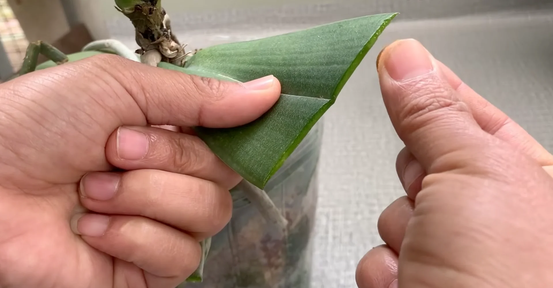How Turmeric Powder Boosts Orchid Roots and Blooms? screenshot 5