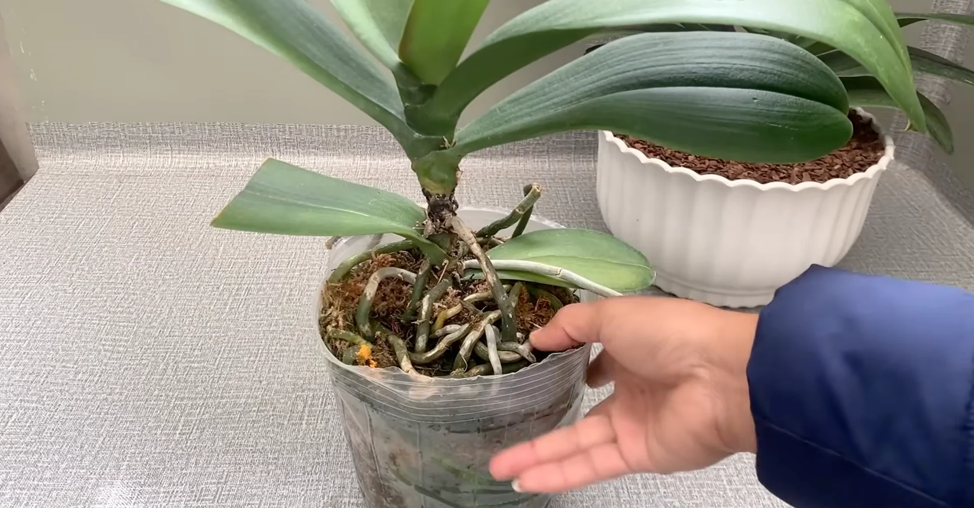 How Turmeric Powder Boosts Orchid Roots and Blooms? screenshot 6