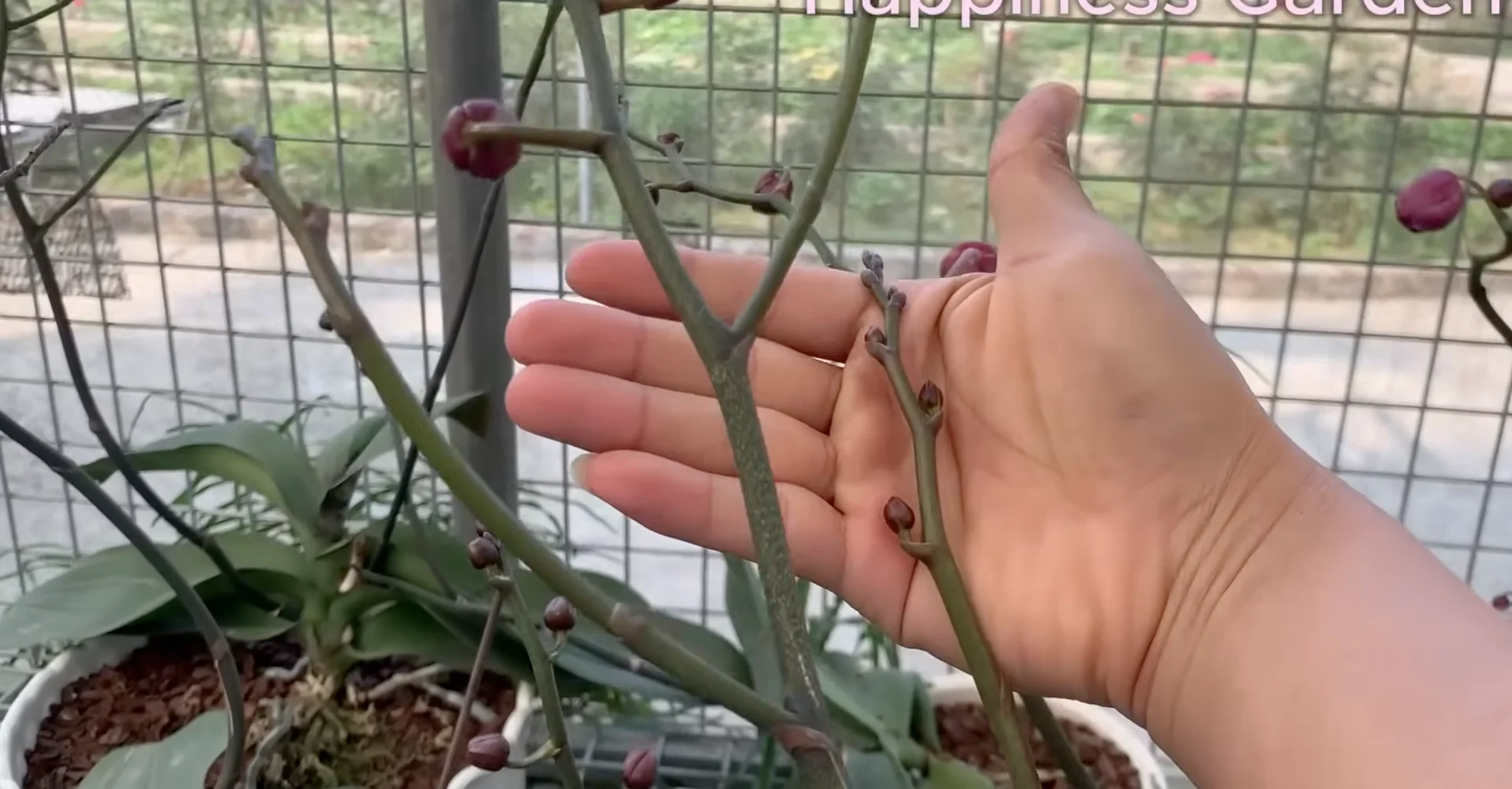 How Watering Orchid Roots Sparks Year-Round Blooms? screenshot 1