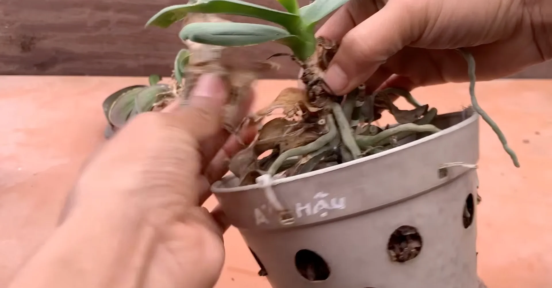 How Watering Orchid Roots Sparks Year-Round Blooms? screenshot 10