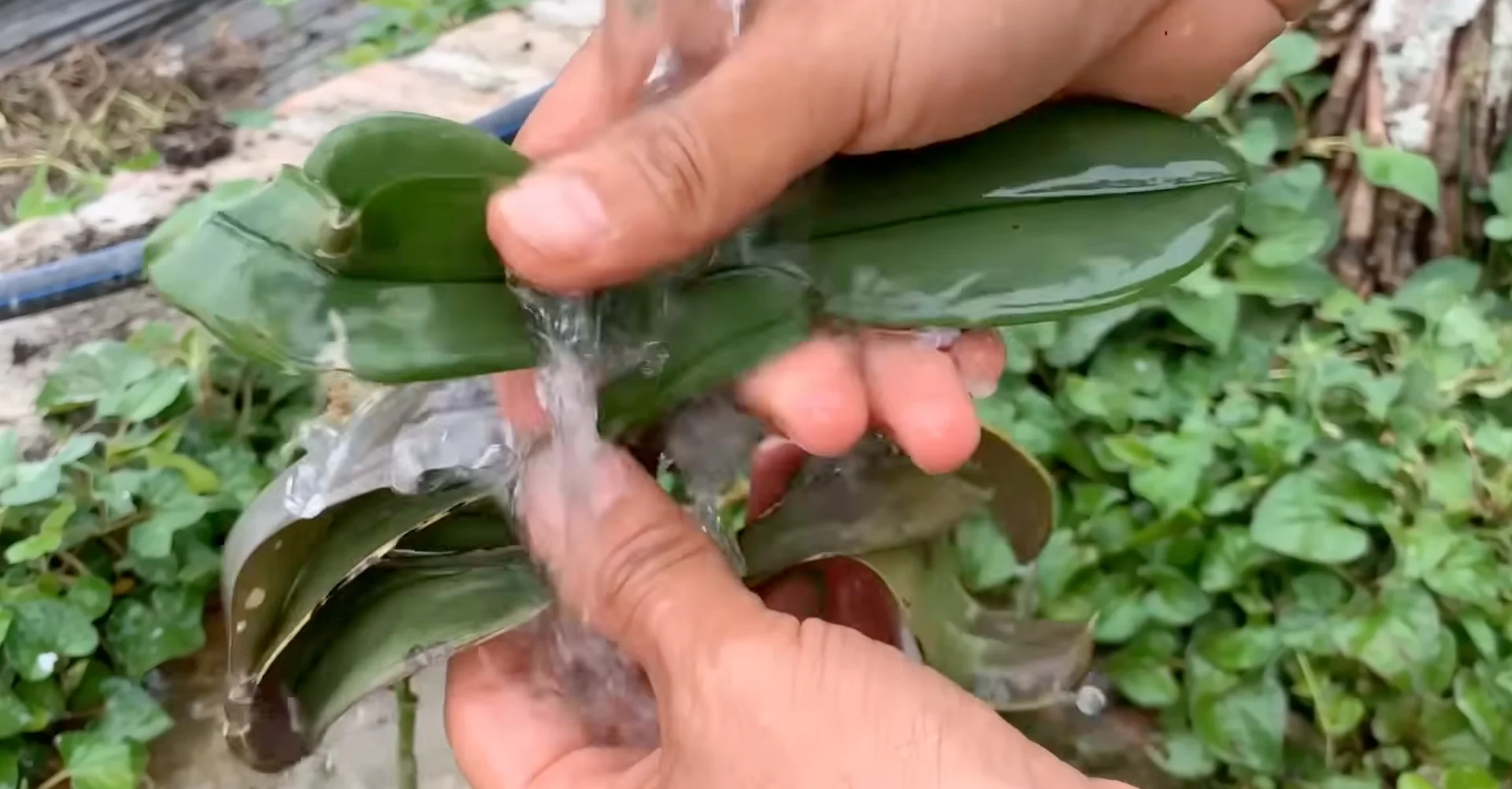 How Watering Orchid Roots Sparks Year-Round Blooms? screenshot 11