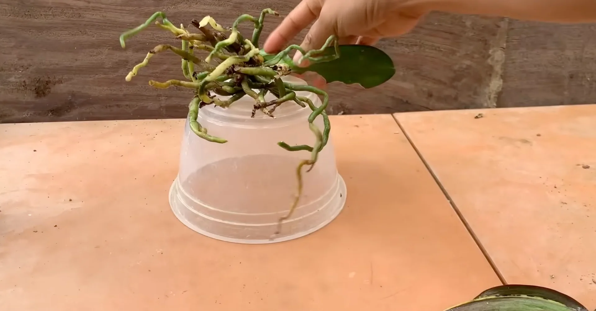 How Watering Orchid Roots Sparks Year-Round Blooms? screenshot 12