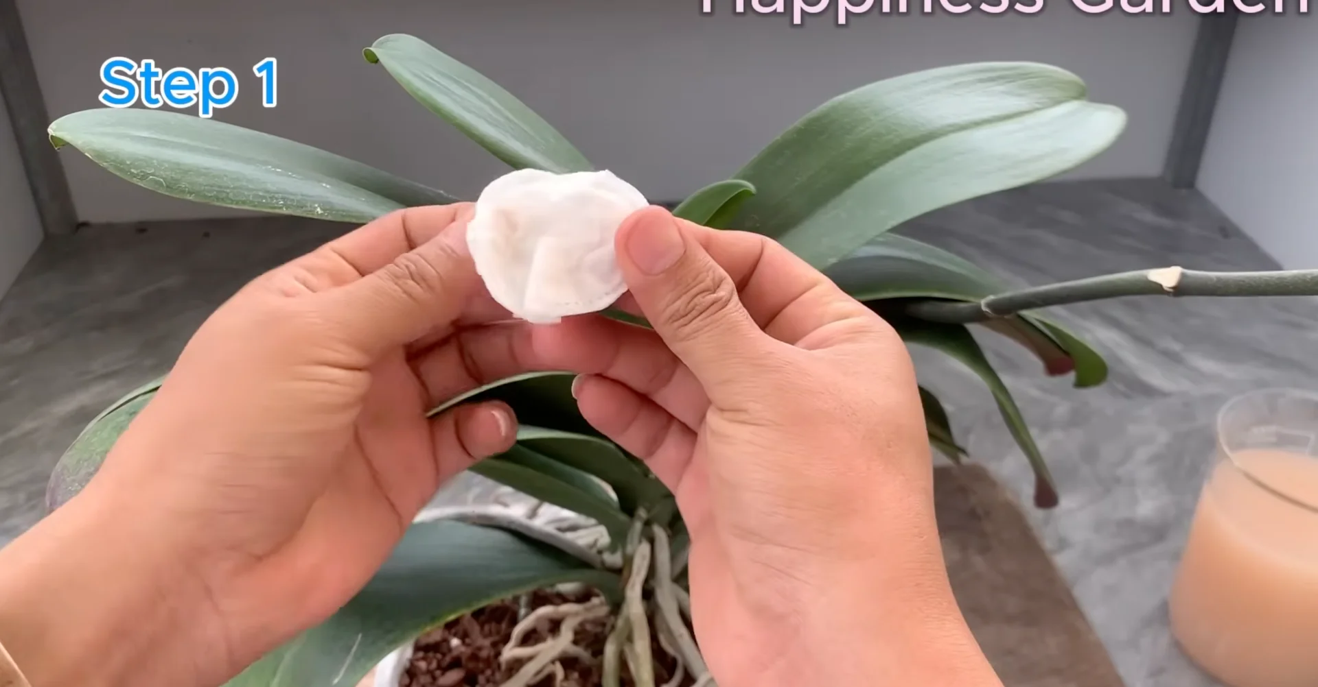 How Watering Orchid Roots Sparks Year-Round Blooms? screenshot 4
